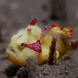 Warty Frogfish, photo 6
