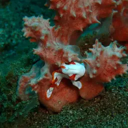 Warty Frogfish, photo 8