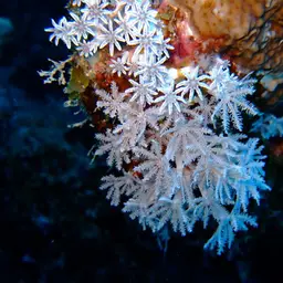 Pulse Coral, photo 1