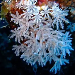 Pulse Coral, photo 2