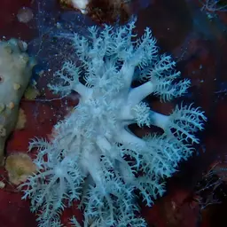 Pulse Coral, photo 3
