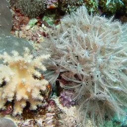 Pulse Coral, photo 4