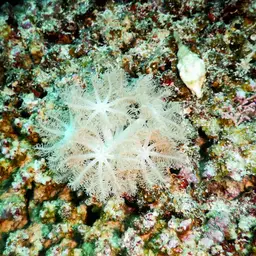 Pulse Coral, photo 5