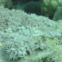 Pulse Coral, photo 6
