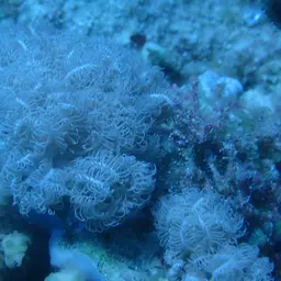Pulse Coral, photo 7