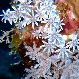 Pulse Coral, photo 8