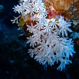 Pulse Coral, photo 9