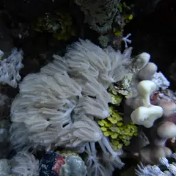 Pulse Coral, photo 10