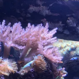Pulse Coral, photo 11