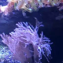 Pulse Coral, photo 12