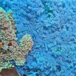 Sea Fan, photo 1