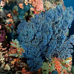 Sea Fan, photo 2