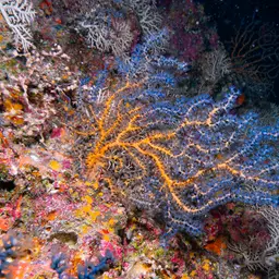 Sea Fan, photo 3