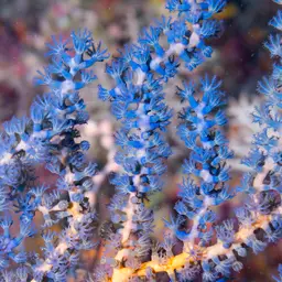 Sea Fan, photo 4