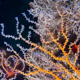 Sea Fan, photo 5