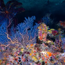Sea Fan, photo 6