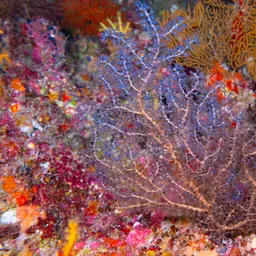 Sea Fan, photo 7
