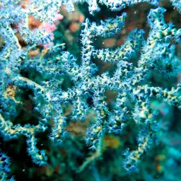 Sea Fan, photo 8