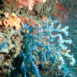Sea Fan, photo 9