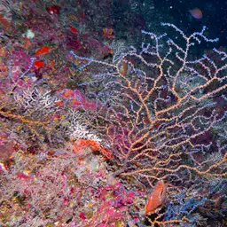 Sea Fan, photo 10