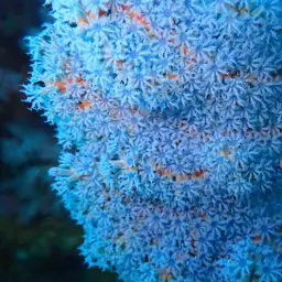 Sea Fan, photo 11