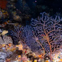 Sea Fan, photo 12