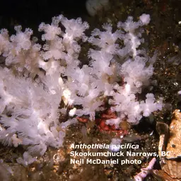 Pacific Flowerbud Coral, photo 2