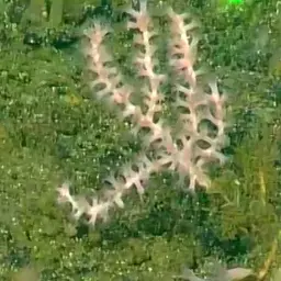 Pacific Flowerbud Coral, photo 3