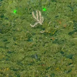 Pacific Flowerbud Coral, photo 4