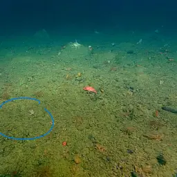 Pacific Flowerbud Coral, photo 5