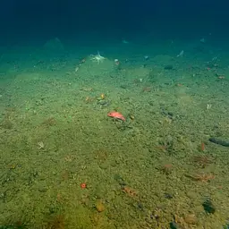 Pacific Flowerbud Coral, photo 6