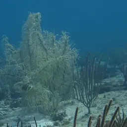 Dry Sea Plume, photo 2