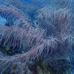 Dry Sea Plume, photo 3