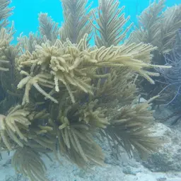 Dry Sea Plume, photo 9