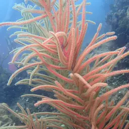 Slimy Sea Plume, photo 3