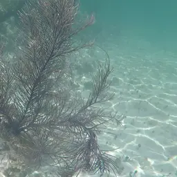 Slimy Sea Plume, photo 8