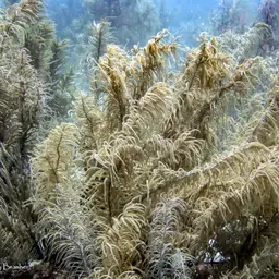 Slimy Sea Plume, photo 10