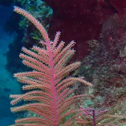 Slimy Sea Plume, photo 11