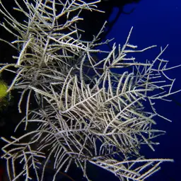 Sea Plume, photo 1