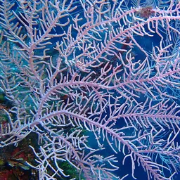 Sea Plume, photo 2