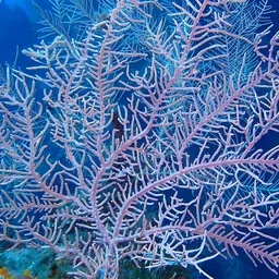 Sea Plume, photo 3