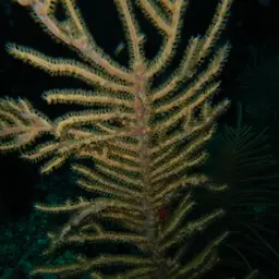 Sea Plume, photo 4
