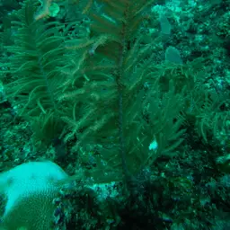 Sea Plume, photo 5