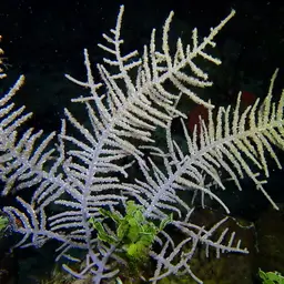 Sea Plume, photo 6
