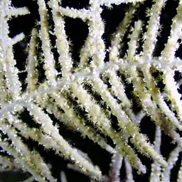 Sea Plume, photo 7