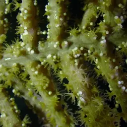 Sea Plume, photo 8