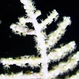 Sea Plume, photo 9