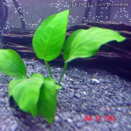 Anubias