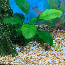 Anubias, photo 2