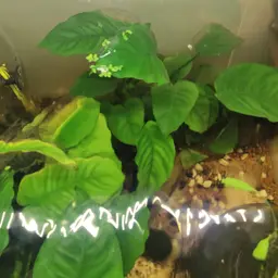 Anubias, photo 3
